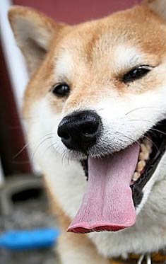 Shiba Inu