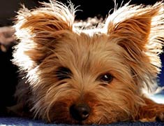 Silky Terrier