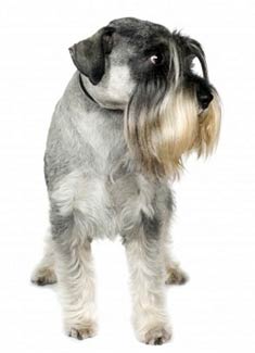 Standard Schnauzer