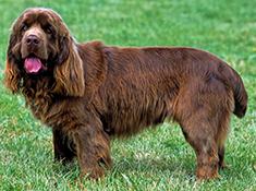 Sussex Spaniel