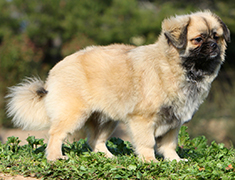 Tibetan Spaniel