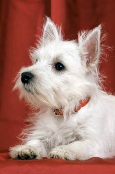 West Highland White Terrier