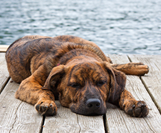 Plott Hound