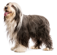 Bearded Collie