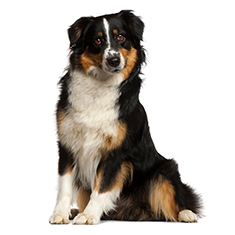 Miniature Australian Shepherd