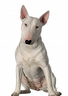 Bull Terrier