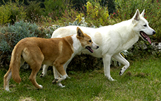 Canaan Dog