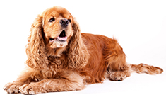 American Cocker Spaniel