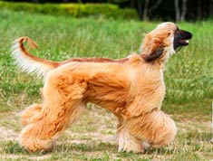 Afghan Hound