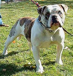 Alapaha Blueblood Bulldog