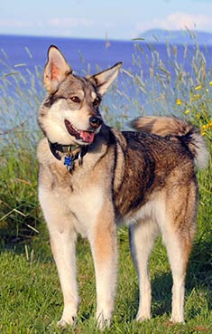 Alaskan Husky