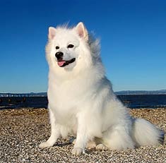 American Eskimo Dog