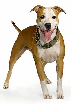 American Staffordshire Terrier