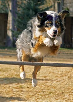 Australian Shepherd