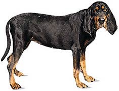 American Black and Tan Coonhound