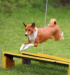 Basenji