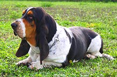 Basset Hound