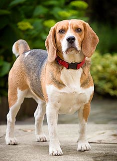 Beagle