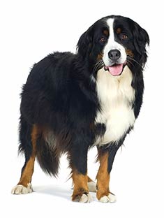 Bernese Mountain Dog