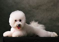 Bichon Fris