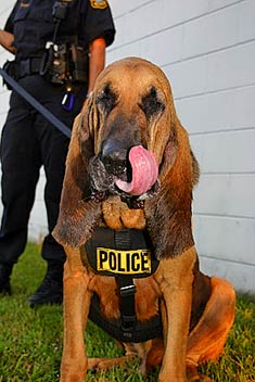 Bloodhound