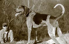 Bluetick Coonhound