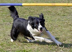 Border Collie