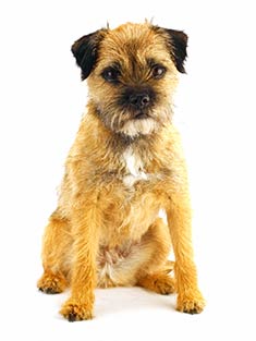 Border Terrier