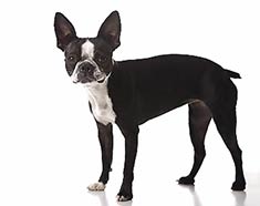 Boston Terrier