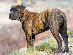 Bullmastiff