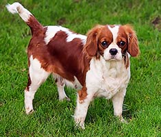 Cavalier King Charles Spaniel