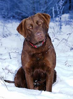 Chesapeake Bay Retriever