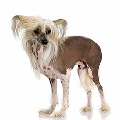 Chinese Crested Dog