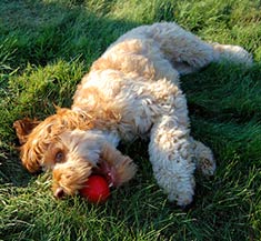 Cockapoo