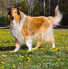 Collie