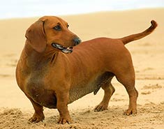 Dachshund