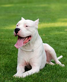 Dogo Argentino