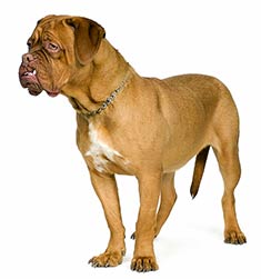 Dogue de Bordeaux