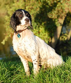 English Springer Spaniel