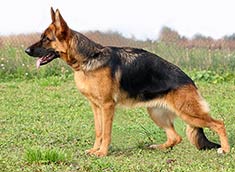 German Shepherd Dog