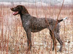 German Shorthaired Pointer