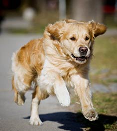 Golden Retriever