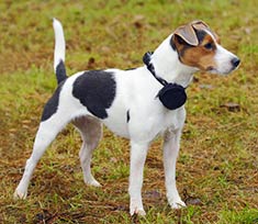 Jack Russell Terrier