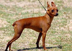 Miniature Pinscher