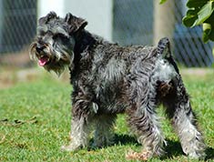 Miniature Schnauzer