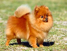 Pomeranian