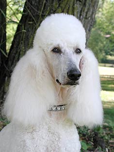 Standard Poodle