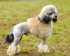 Toy Poodle