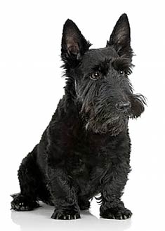 Scottish Terrier