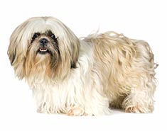 Shih Tzu